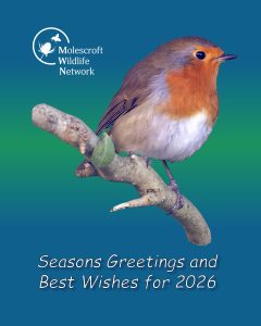 An image of a robin on a twig with season's greeetings from Molescroft Wildlife Network